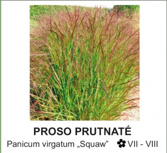 proso prutnaté - Panicum virgatum ´Squaw´