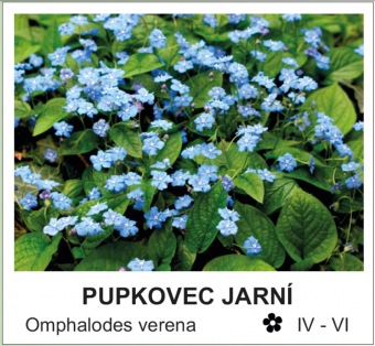 pupkovec jarní - Omphalodes verena