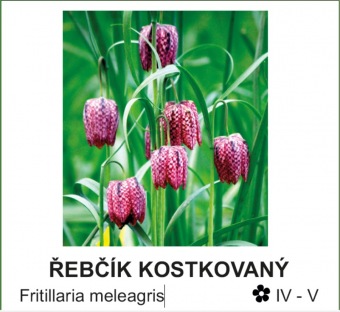 řebčík kostkovaný - Fritillaria meleagris