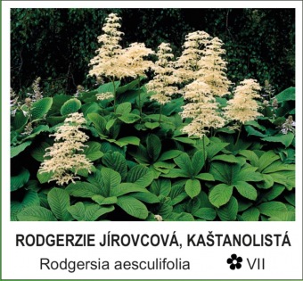 rodgerzie jírovcová, kaštanolistá - Rodgersia aesculifolia
