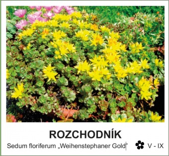 rozchodník - Sedum floriferum ´Weihenstephaner Gold´