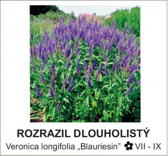 rozrazil dlouholistý - Veronica longifolia ´Blauriesin´