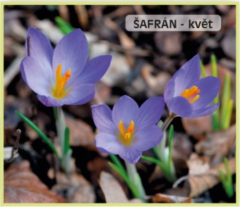 šafrán - Crocus 