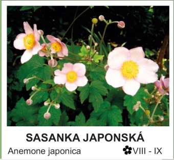 sasanka japonská - Anemone japonica