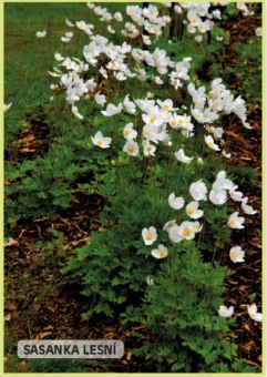 sasanka lesní - Anemone sylvestris (2)