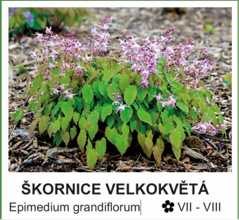 škornice velkokvětá - Epimedium grandiflorum