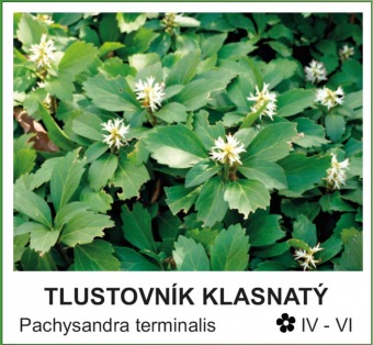 tlustovník klasnatý - Pachysandra terminalis