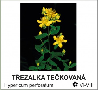 třezalka tečkovaná - Hypericum perforatum