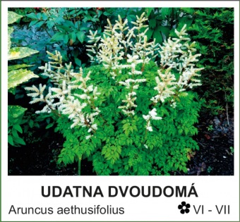 udatna dvoudomá - Aruncus aethusifolius