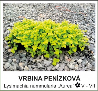 vrbina penízková - Lysimachia nummularia ´Aurea´