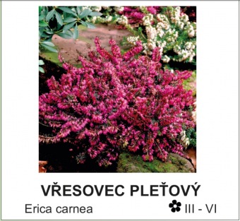 vřesovec pleťový - Erica carnea