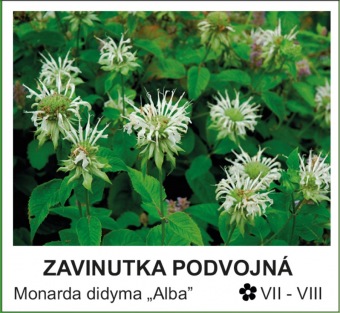 zavinutka podvojná - Monarda didyma ´Alba´