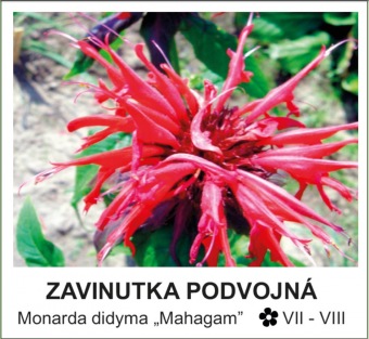 zavinutka podvojná - Monarda didyma ´Mahagam´