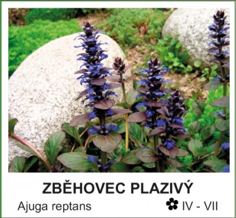 zběhovec plazivý - Ajuga reptans