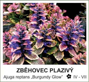 zběhovec plazivý - Ajuga reptans ´Burgundy Glow´