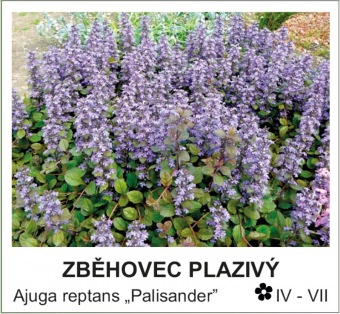 zběhovec plazivý - Ajuga reptans ´Palisander´