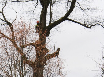 2017 Stoletý dub červený (Quercus rubra) musel být poražen (31.3.)