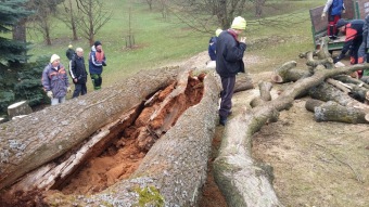 2017 Stoletý dub červený (Quercus rubra) musel být poražen (31.3.)