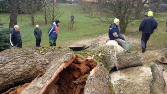 2017 Stoletý dub červený (Quercus rubra) musel být poražen (31.3.)