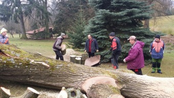 2017 Stoletý dub červený (Quercus rubra) musel být poražen (31.3.)