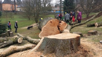 2017 Stoletý dub červený (Quercus rubra) musel být poražen (31.3.)