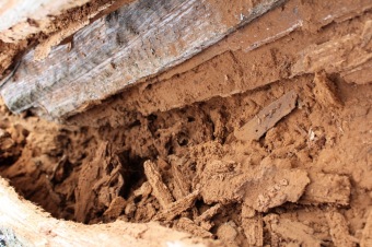 2017 Stoletý dub červený (Quercus rubra) musel být poražen (31.3.)