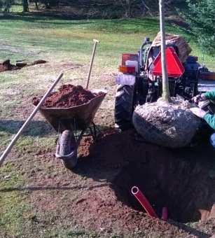 2017 Stoletý dub červený (Quercus rubra) musel být poražen (31.3.)