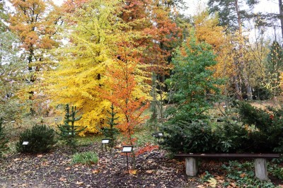 Žamapach arboretum - horní park - podzim (2) 2021
