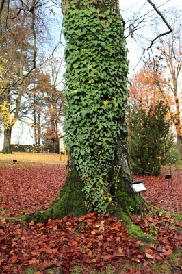 Žamapach arboretum - horní park - podzim (4) 2021