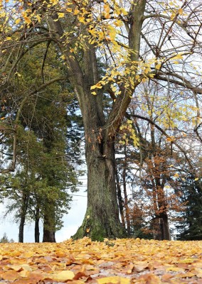 Žamapach arboretum - horní park - podzim (5) 2021