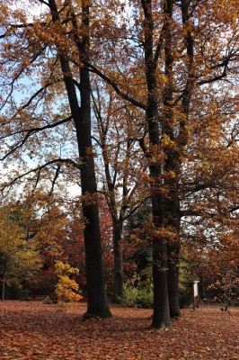 Žamapach arboretum - horní park - podzim (6) 2021