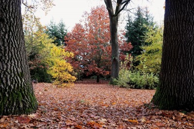 Žamapach arboretum - horní park - podzim (7) 2021