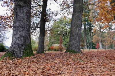 Žamapach arboretum - horní park - podzim (8) 2021