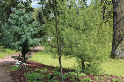 Žampach Arboretum - horní park - jaro (16)