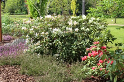 Žampach Arboretum - horní park - jaro (22)
