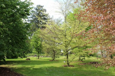 Žampach Arboretum - horní park - jaro (29)