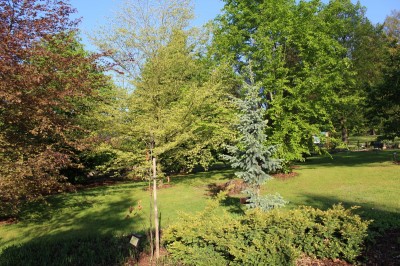 Žampach Arboretum - horní park - jaro (37)
