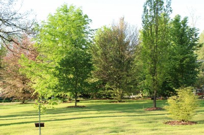 Žampach Arboretum - horní park - jaro (40)