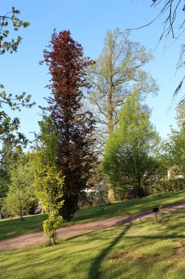 Žampach Arboretum - horní park - jaro (42)
