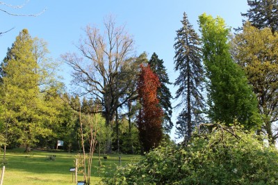 Žampach Arboretum - horní park - jaro (47)