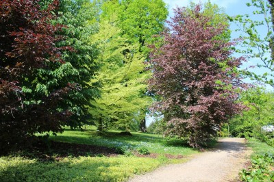 Žampach Arboretum - horní park - jaro (54)