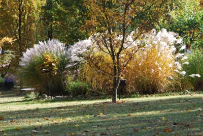 Žampach Arboretum - horní park - podzim 2019 (5)