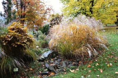 Žampach Arboretum - horní park - traviny podzim 2020