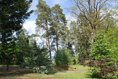 Žampach Arboretum - horní park 2019  - jaro