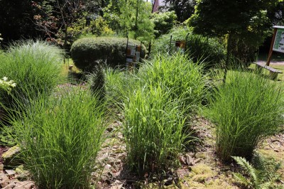 Žampach Arboretum - horní park traviny -  2024