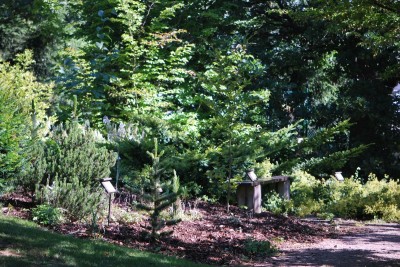 Žampach Arboretum - léto 2018 (51)