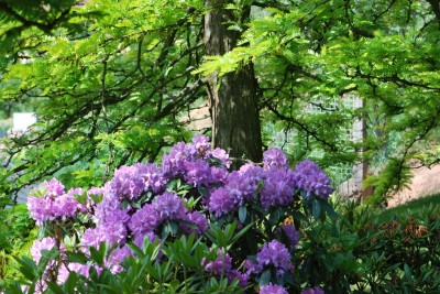 Žampach arboretum - horní park - léto (10)