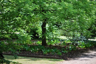 Žampach arboretum - horní park - léto (11)