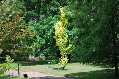 Žampach arboretum - horní park - léto (13)
