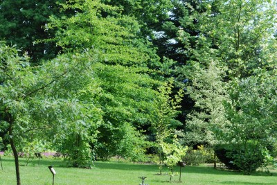 Žampach arboretum - horní park - léto (17)